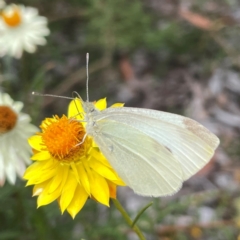 Pieris rapae at Dawson Street Gardens - 2 Mar 2024 01:27 PM