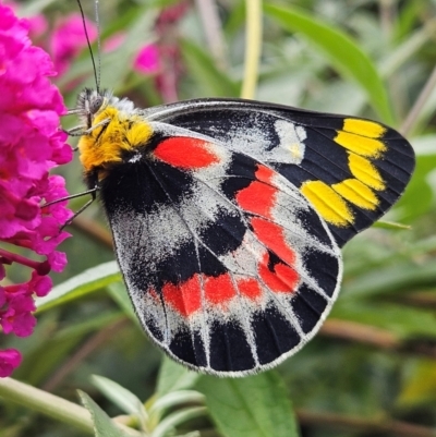 Delias harpalyce (Imperial Jezebel) at QPRC LGA - 2 Mar 2024 by MatthewFrawley