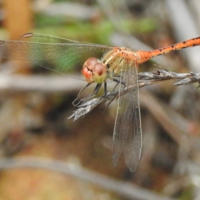 Diplacodes bipunctata (Wandering Percher) at Woodlands - 29 Feb 2024 by GlossyGal