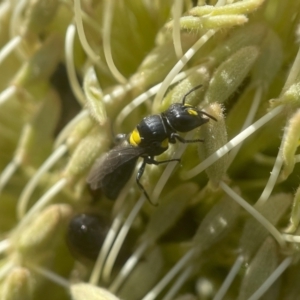 Hylaeus (Euprosopoides) rotundiceps at ANBG - 2 Mar 2024