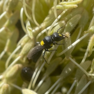 Hylaeus (Euprosopoides) rotundiceps (Hylaeine colletid bee) at Acton, ACT - 2 Mar 2024 by PeterA