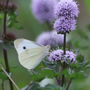 Pieris rapae at Fyshwick, ACT - 1 Mar 2024