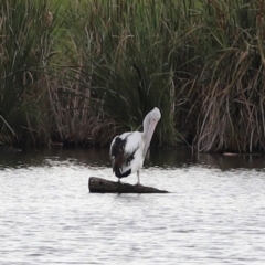 Pelecanus conspicillatus (Australian Pelican) at Jerrabomberra Wetlands - 1 Mar 2024 by JimL