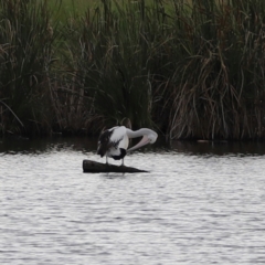 Pelecanus conspicillatus at Jerrabomberra Wetlands - 1 Mar 2024