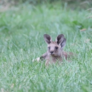 Macropus giganteus at Jerrabomberra Wetlands - 1 Mar 2024 06:08 PM