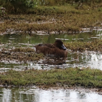 Aythya australis (Hardhead) at Fyshwick, ACT - 1 Mar 2024 by JimL