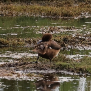 Aythya australis at Fyshwick Sewerage Treatment Plant - 1 Mar 2024