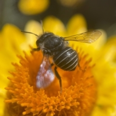 Pseudoanthidium (Immanthidium) repetitum (African carder bee, Megachild bee) at ANBG - 2 Mar 2024 by PeterA