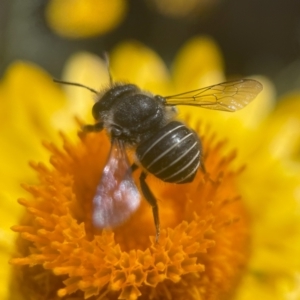 Pseudoanthidium (Immanthidium) repetitum at ANBG - 2 Mar 2024 04:18 PM