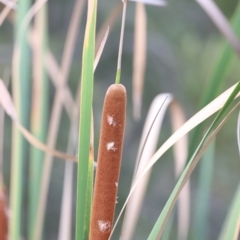 Typha domingensis (Bullrush) at Jerrabomberra Wetlands - 1 Mar 2024 by JimL