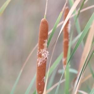 Typha domingensis at Jerrabomberra Wetlands - 1 Mar 2024