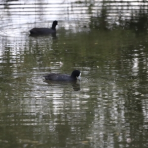 Fulica atra at Fyshwick, ACT - 1 Mar 2024 05:36 PM