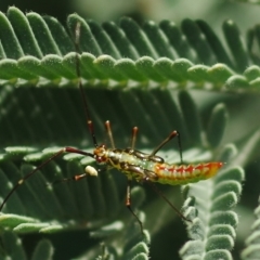 Rayieria acaciae (Acacia-spotting bug) at Mulligans Flat - 9 Nov 2015 by betchern0t