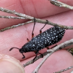 Rhipicera (Agathorhipis) femorata (Feather-horned beetle) at Kambah, ACT - 1 Mar 2024 by HelenCross