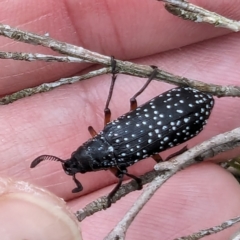 Rhipicera (Agathorhipis) femorata (Feather-horned beetle) at Bullen Range - 1 Mar 2024 by HelenCross