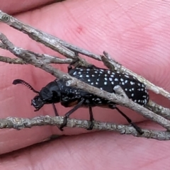 Rhipicera (Agathorhipis) femorata at Bullen Range - 2 Mar 2024 09:27 AM