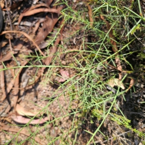 Daviesia genistifolia at Stony Creek Nature Reserve - 2 Mar 2024