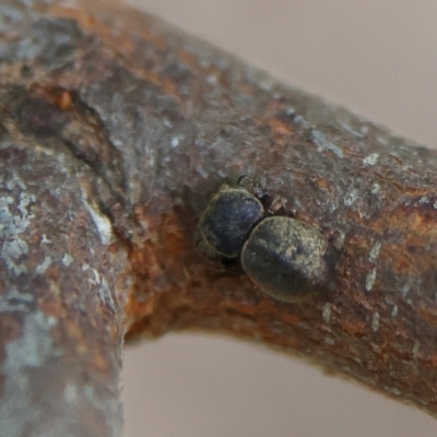 Unidentified Spider (Araneae) at Higgins Woodland - 2 Mar 2024 by Trevor