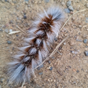 Anthela varia at Lions Youth Haven - Westwood Farm A.C.T. - 2 Mar 2024