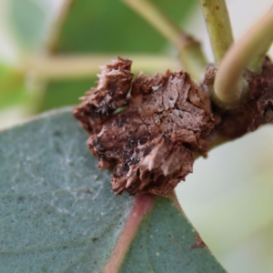 Arkys sp. (genus) at Higgins Woodland - 2 Mar 2024