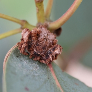 Arkys sp. (genus) at Higgins Woodland - 2 Mar 2024