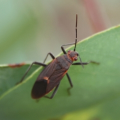 Leptocoris mitellatus (Leptocoris bug) at Higgins, ACT - 2 Mar 2024 by Trevor