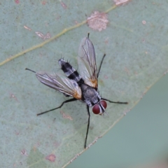 Sumpigaster sp. (genus) (A bristle fly) at Higgins Woodland - 2 Mar 2024 by Trevor