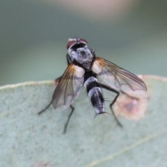 Sumpigaster sp. (genus) at Higgins Woodland - 2 Mar 2024