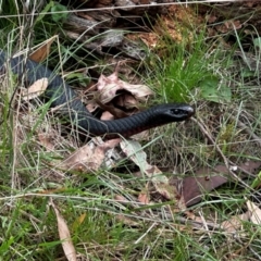 Pseudechis porphyriacus at Pialligo, ACT - 2 Mar 2024