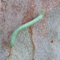 Lepidoptera unclassified IMMATURE (caterpillar or pupa or cocoon) at Higgins Woodland - 2 Mar 2024 by MichaelWenke