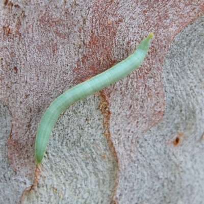 Lepidoptera unclassified IMMATURE moth at Higgins, ACT - 2 Mar 2024 by Trevor