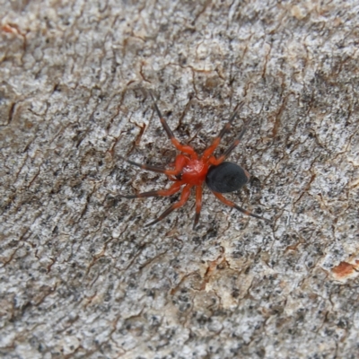 Nicodamidae (family) (Red and Black Spider) at Higgins Woodland - 2 Mar 2024 by Trevor