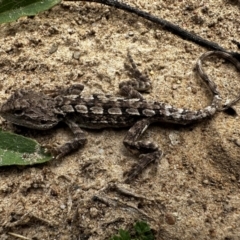 Unidentified Dragon at Bungendore, NSW - 2 Mar 2024 by BB23