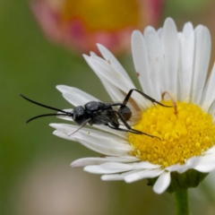 Evaniidae (family) (Hatchet wasp) at Harrison, ACT - 2 Mar 2024 by DPRees125