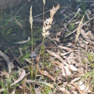 Rytidosperma sp. (Wallaby Grass) at Lake Ginninderra - 29 Feb 2024 by WalkYonder
