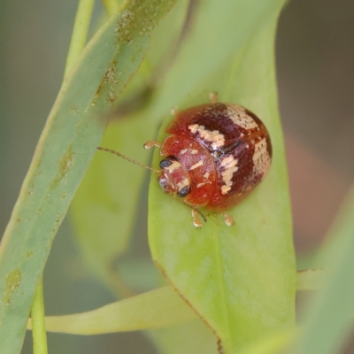 Paropsisterna sp. ("Ch11" of DeLittle 1979) (A leaf beetle) at Higgins, ACT - 2 Mar 2024 by Trevor