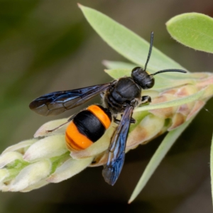 Hyleoides concinna at Harrison, ACT - 2 Mar 2024