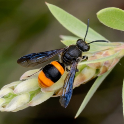 Hyleoides concinna (Wasp-mimic bee) at Harrison, ACT - 2 Mar 2024 by DPRees125