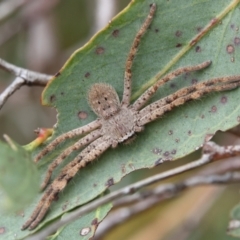 Unidentified Huntsman spider (Sparassidae) at Higgins Woodland - 2 Mar 2024 by Trevor