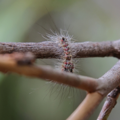 Lepidoptera unclassified IMMATURE (caterpillar or pupa or cocoon) at Higgins Woodland - 2 Mar 2024 by MichaelWenke