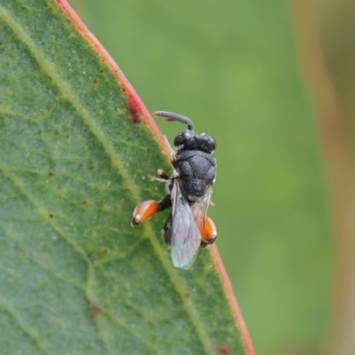 Chalcididae (family) (Unidentified chalcid wasp) at Higgins Woodland - 2 Mar 2024 by Trevor