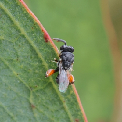 Chalcididae (family) (Unidentified chalcid wasp) at Higgins Woodland - 2 Mar 2024 by MichaelWenke