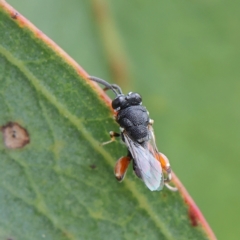 Chalcididae (family) at Higgins Woodland - 2 Mar 2024 01:06 PM