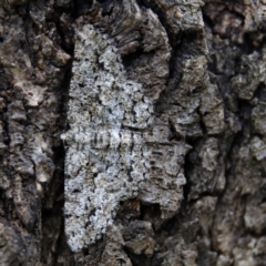 Unplaced externaria (Mahogany Bark Moth (formerly Hypomecis externaria)) at Higgins, ACT - 2 Mar 2024 by Trevor