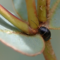 Ellipsidion australe (Austral Ellipsidion cockroach) at Higgins Woodland - 2 Mar 2024 by MichaelWenke