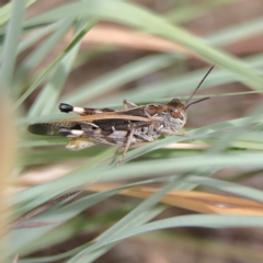 Oedaleus australis (Australian Oedaleus) at Higgins Woodland - 2 Mar 2024 by Trevor