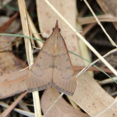 Uresiphita ornithopteralis (Tree Lucerne Moth) at Higgins, ACT - 2 Mar 2024 by Trevor