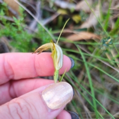 Diplodium sp. at QPRC LGA - 2 Mar 2024