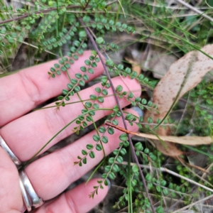 Bossiaea buxifolia at QPRC LGA - 2 Mar 2024