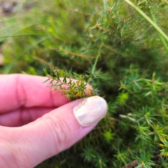 Acrotriche serrulata at QPRC LGA - 2 Mar 2024